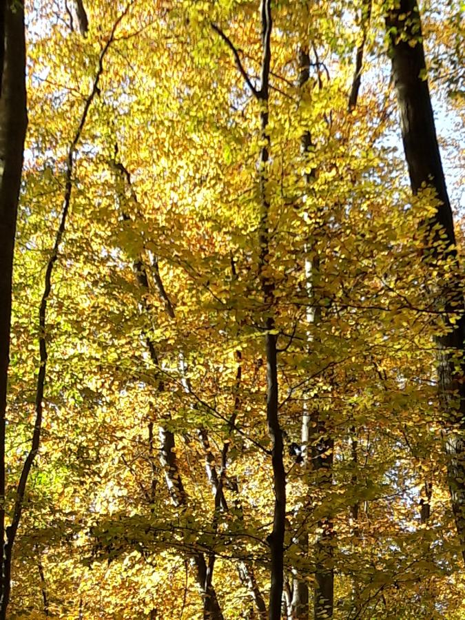 Wanderungen und Mitgliedertreffen im Oktober 2022