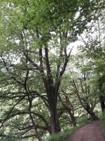 Naturkundliche Wanderung und Spaziergang zu den Klosterspatzen