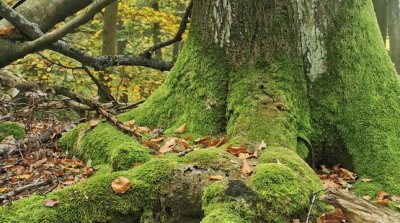 20.10.2024 Wanderung ueber den Schlossberg zum Ohlyturm