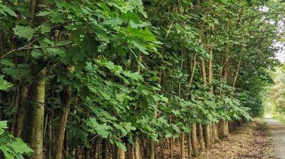 25.08.2024 Kombi Rad Wandertour Lorsch Klosterspatzen