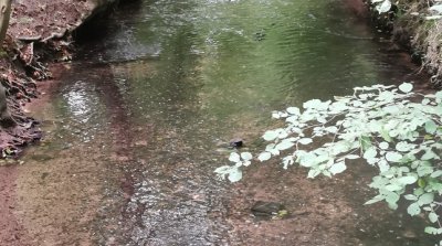 21.09.2025 Wanderung Bellheim Pfälzerwald Verein