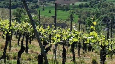 01.05.2026 Weinlagenwanderung
