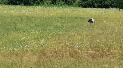 19.07.2026 Wanderung Mannheim Reissinsel