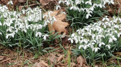 22.02.2026 Wanderung Auerbach Niederwaldsee