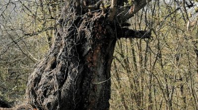 22.03.2026 Wanderung Kirschhausen Ober Hambach